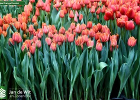 Tulipa Orange Passion (1)